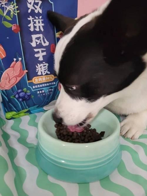 娱乐吃瓜君二豆猫